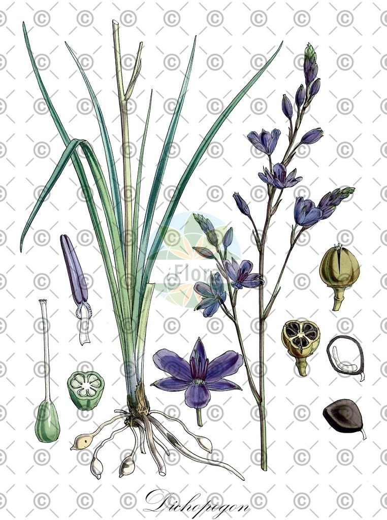 HistAbb_wfo-0000645616_1_ENZY_Simple | Historische Abbildung von Dichopogon - Asparagaceae | Historical Illustration of Dichopogon - Asparagaceae