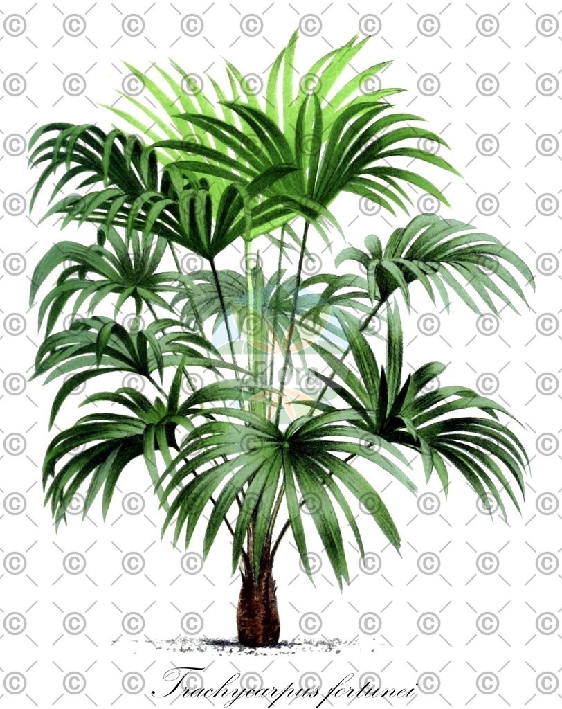HistAbb_wfo-0001154206_1_ENZY_Simple | Historische Abbildung von Trachycarpus fortunei - Arecaceae (Fortunes Hanfpalme) | Historical Illustration of Trachycarpus fortunei - Arecaceae (chusan palm;chinese windmill palm;chusan fan palm)