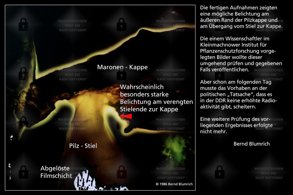 BA_0270_06v2 | 20.09.1986 - Kleinmachnow.   Versuch des Nachweises von Radioaktivität in Waldpilzen nach der Reaktorkatastrophe in Tschernobyl am 26.04.1986.  Schnittpräparate einer Marone. In einen Rollfilm ORWO Color NC 21 gewickelt und 48 Stunden in der Dunkelkammer gelagert. Danach prozessgerecht entwickelt. Originalnegative nicht mehr vorhanden. 6x7-Negative sind Reproduktionen der noch vorhandenen originalen Erstabzüge auf tschechischem PE-Colorpapier. Marone - Realisiert mit Pictrs.com