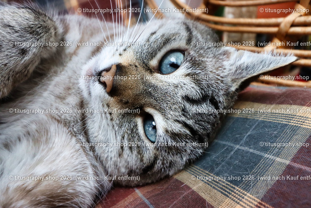 Minou 114 | titusgraphy.eu präsentiert anspruchsvolle Katzenfotos in verschiedenen Variationen.  - Realisiert mit Pictrs.com