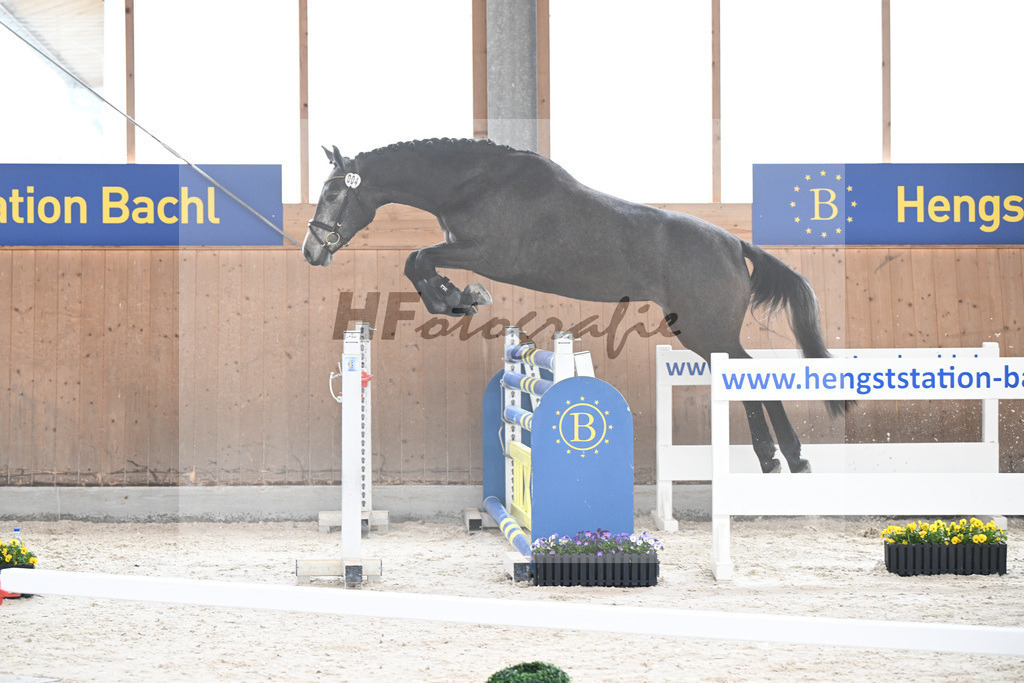 Kat-Nr. 4 Nischa F v. Vigaro_Fischer_5250309 | hf-fotografie - Realizzato con Pictrs.com