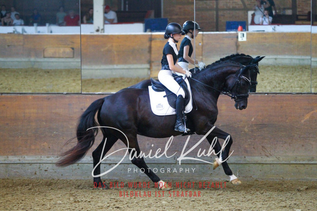 DKP44291 | Turniersportfotografie; Pferdefotografie; Dressurfotografie