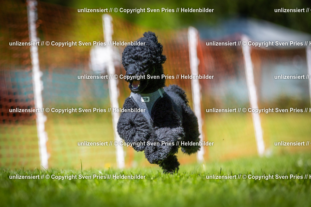 Hunderennen_April_2026_755 | 2026-04-26 - Hunderennen Baden-Oos April 2026 - Realisiert mit Pictrs.com