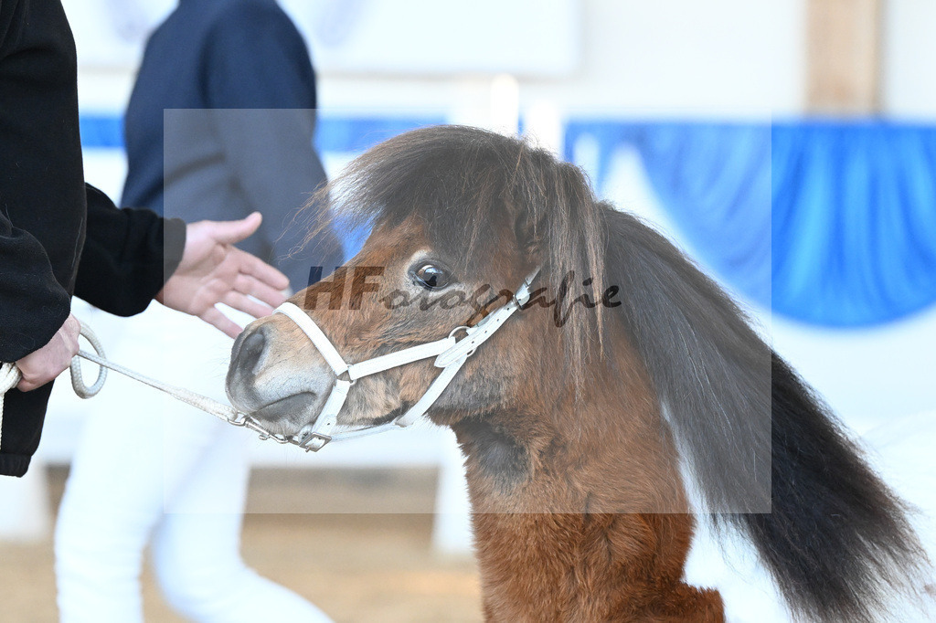 Kat-Nr. 21 Quintero van Stal Brammelo v. Kalusha of Duke Stable_Elmer_9260526 | hf-fotografie - Realizzato con Pictrs.com