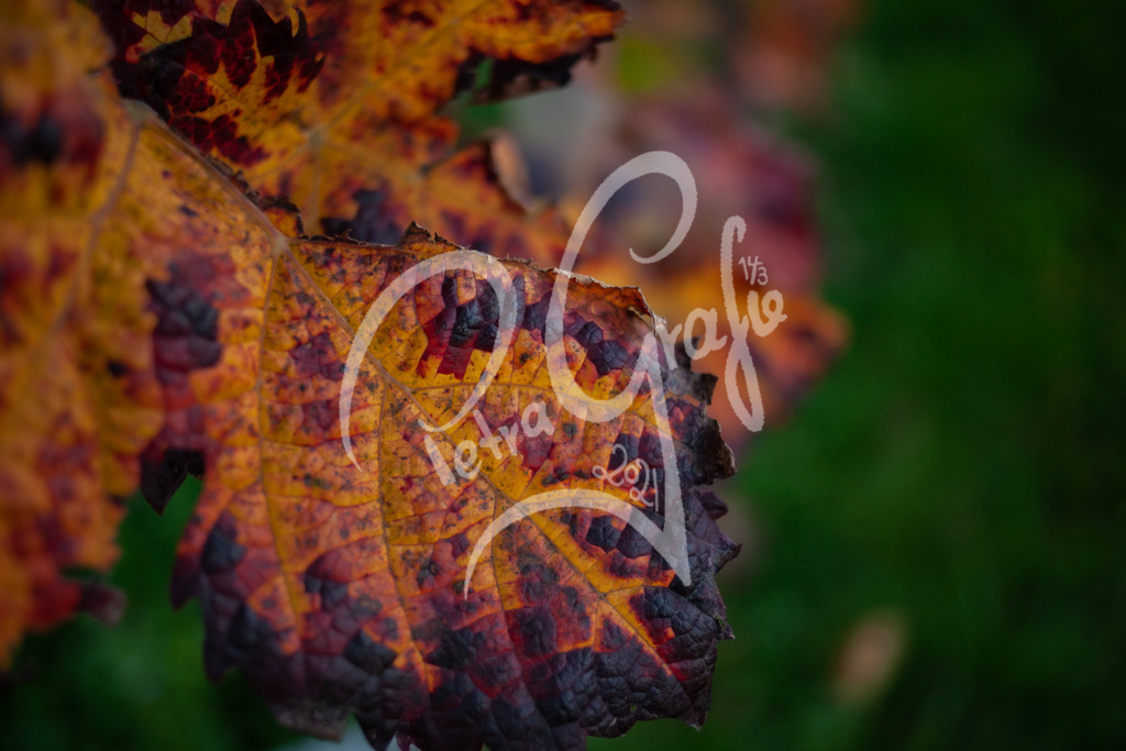 IMG_3715 | petragrafie - Realisiert mit Pictrs.com