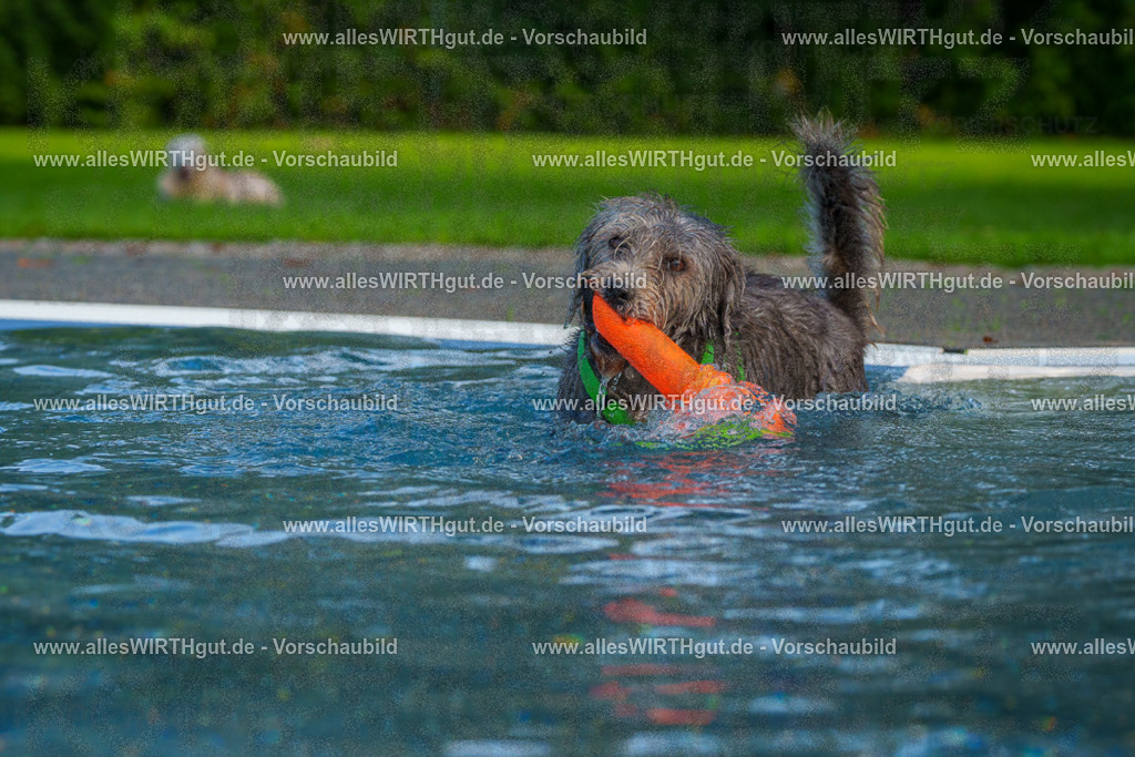 Hundeschwimmen_Grefrath_2026-allesWIRTHgut_Tierfotografie-15_07-FAY01130 | Professionelle Tierfotografie in Mönchengladbach von Daniel Wirth (allesWIRTHgut). Liebevolle & natürliche Bilder von Hunden & Katzen für unvergessliche Erinnerungen.
