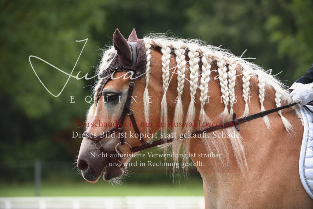 DSC_0124 | Pferde- und Turnierfotografie in Westsachsen. Pferdeportraits, Auftragszeichnungen und intuitive Kunst.