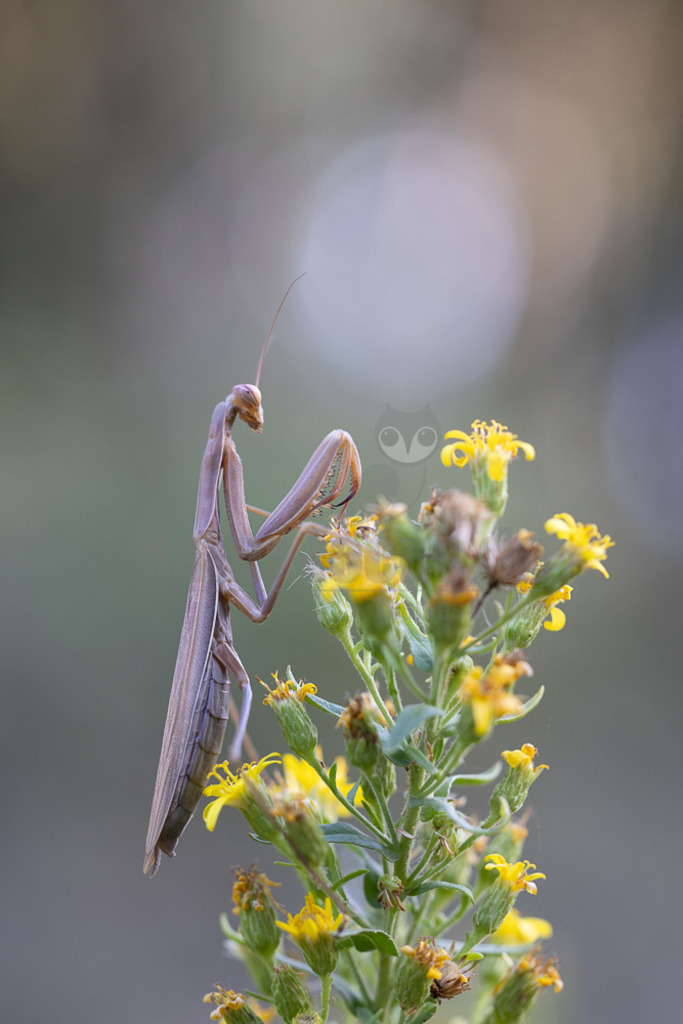 20221004154349-5 | Die Europäische Gottesanbeterin (Mantis religiosa), auch als Gemeine Gottesanbeterin oder nur als Gottesanbeterin bezeichnet, ist die einzige in Mitteleuropa vorkommende Vertreterin der Ordnung der Fangschrecken (Mantodea) und zählt innerhalb dieser Ordnung zur Familie der Mantidae. - Realisiert mit Pictrs.com
