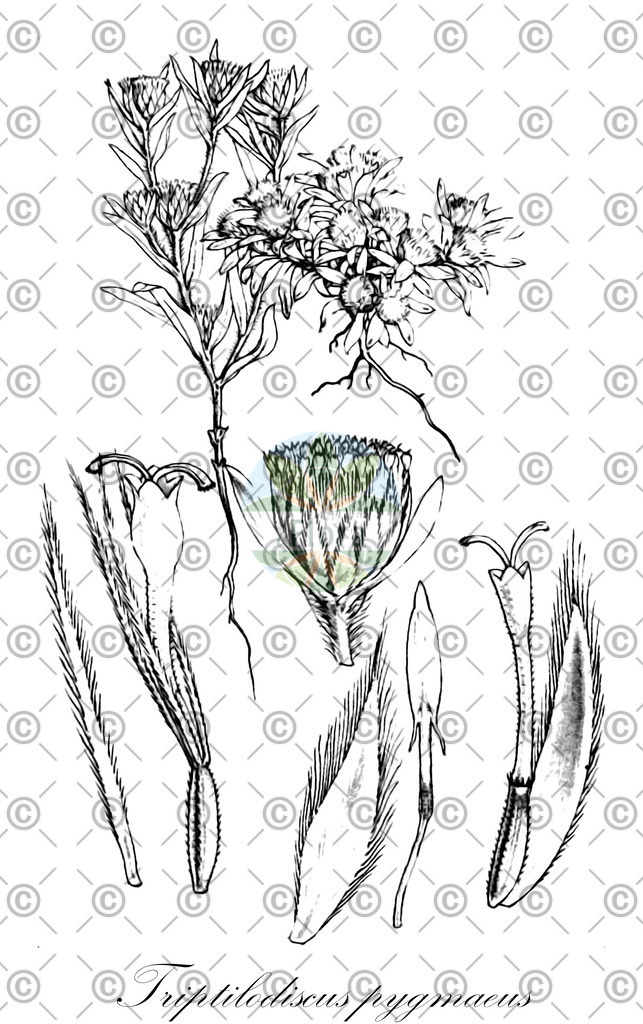 HistAbb_EMP_141981_4_FloraD_Simple | Historische Abbildung von Triptilodiscus pygmaeus - Asteraceae | Historical Illustration of Triptilodiscus pygmaeus - Asteraceae