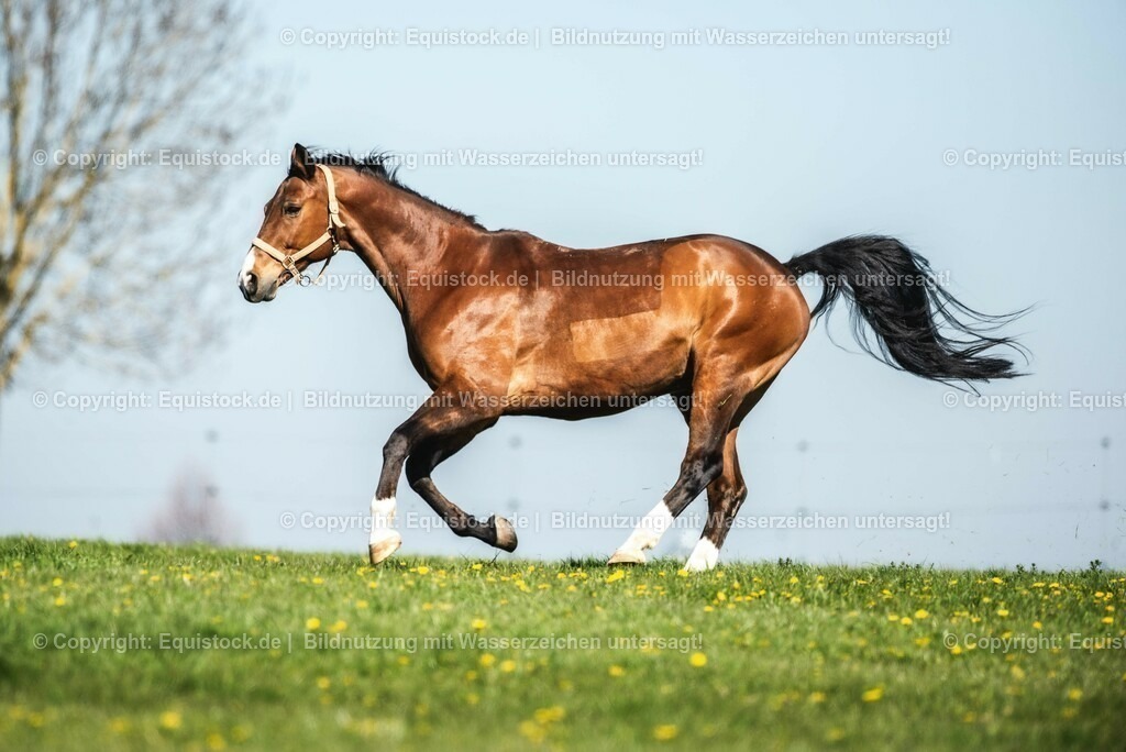 20210426_Pferd-auf-Koppel_0056 | equistock