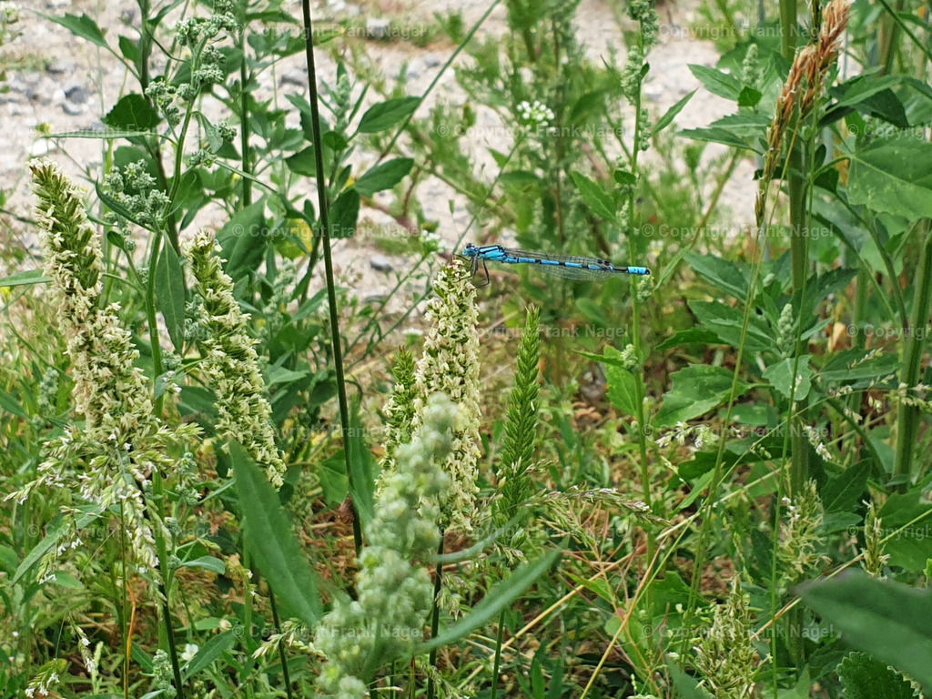 Libelle - gemeine Becherjungfer | Die Gemeine Becherjungfer ist eine häufige und gut erkennbare Libellenart in Europa. Sie ist aufgrund ihrer lebhaften Farben und ihres Verhaltens eine beliebte Beobachtung für Naturliebhaber und Forscher. Die Aufnahme entstand  am Nonnensee im Bereich des Naturlehrpfades Nahe der Stadt Bergen auf Rügen - Realisiert mit Pictrs.com