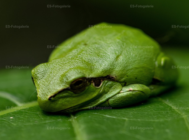 Laubfrosch auf grünem Blatt