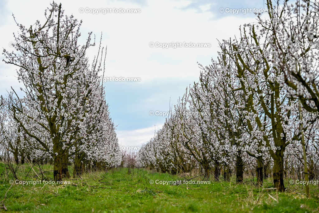 Marillenbluete Niederneukirchen_ 21.03.2024-8 | 21.03.2024, Niederneukirchen, AUT, Marillenbluete, im Bild Marillenbluete, Baeume, Blueten, Knospen, Marillen, Fruechte, Obst, Obstbauer, Fruehling