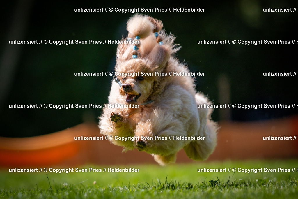 Sven Pries | 2025-08-10 - Hunderennen Durlach - Realisiert mit Pictrs.com