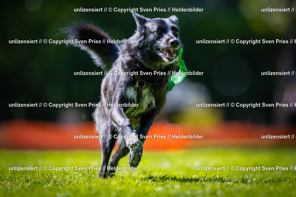 Sven Pries | 2025-08-10 - Hunderennen Durlach - Realisiert mit Pictrs.com