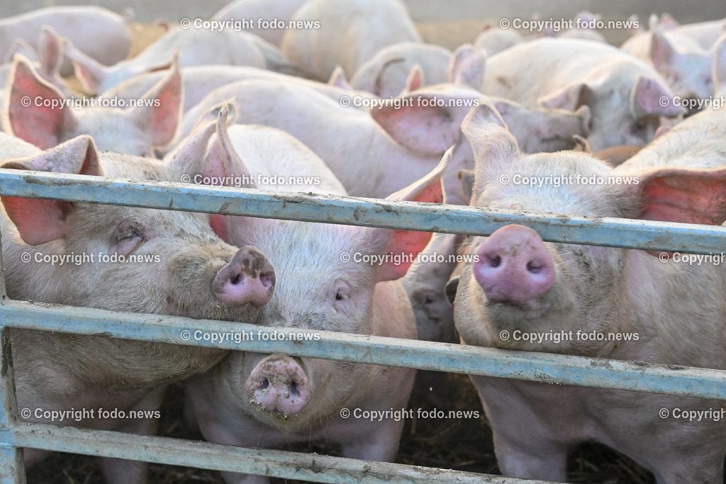 Schweine_ 18.12.2023-5 | 18.12.2023, Linz, AUT, Bauernhof, im Bild Bauernhof, Stall, Schweine, Schweinehaltung, Schweinezucht, Fleisch, Hausschwein, Landwirtschaft, Aufzucht, Bio