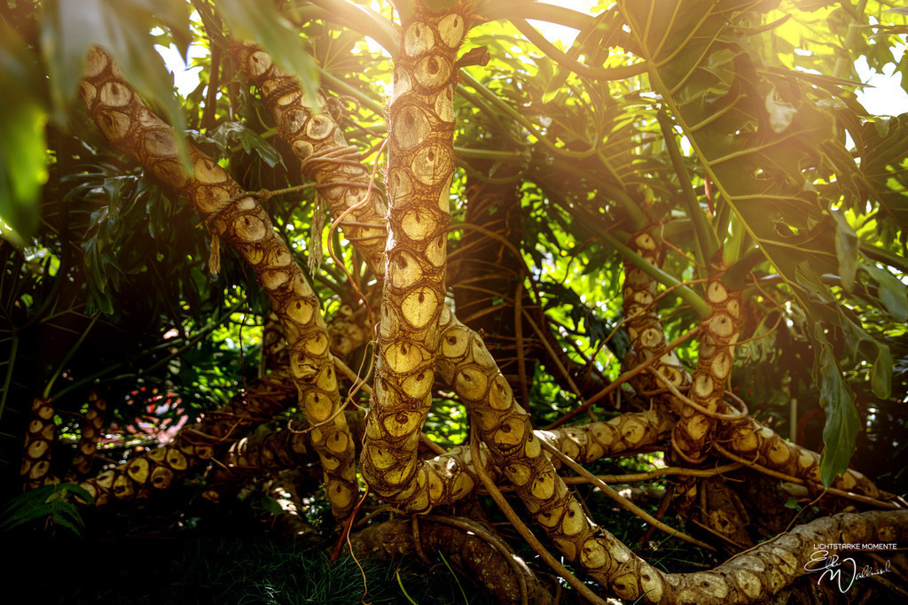 Jardim Tropical Monte Palace; Monte / Funchal; Madeira | Herzlich willkommen auf meiner Seite! Ich bin Elke Wallnisch, Deine Fotografin für lichtstarke Momente. Der Name steht für alles, was mich mit der Fotografie verbindet: Das Licht und seine machtvolle Wirkung auf eine Situation oder unsere Stimmung - Realisiert mit Pictrs.com