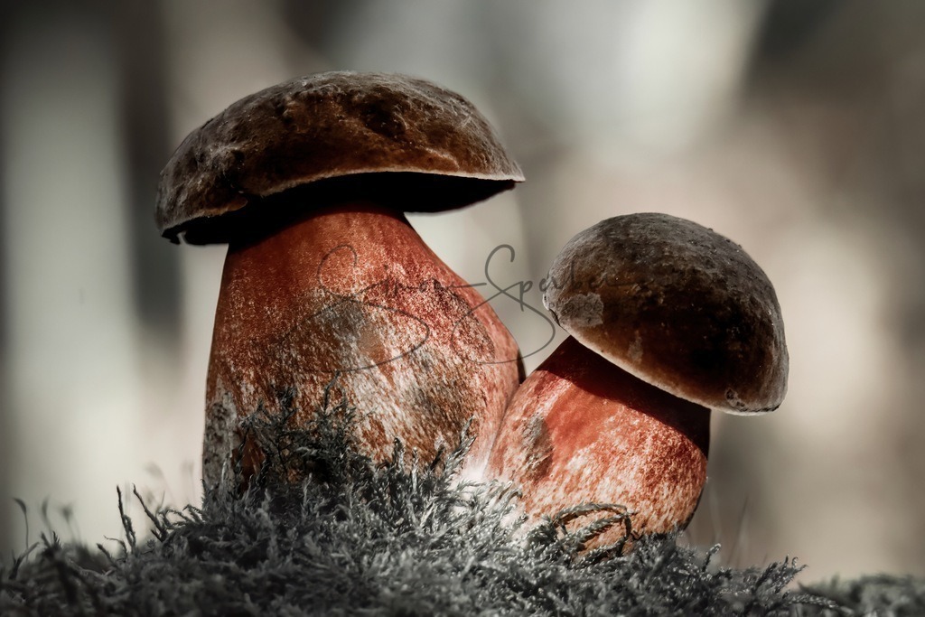 Flockenstieliger Hexenröhrling | Simone Sperber, svb-photography,Fotografin,Bilddesignerin,Naturfotografie,Macrofotografie,Tierfotografie,Wildtierfotografie,Ausstellungen,Auftragsfotografie,Kunst,Art,Photographer,Shootings,Bildberatbeitung,Galerie,Shop