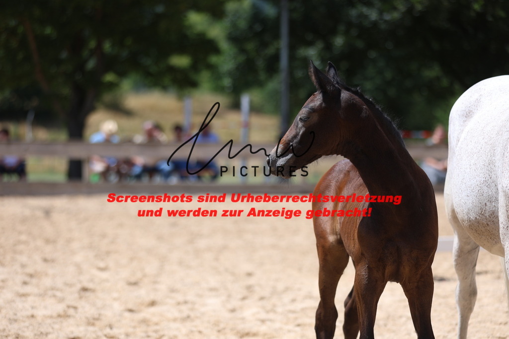 Fohlenschau_Schwäbisch_Hall_springbetonte_Fohlen_KN 33_5 | lmwpictures - Realisiert mit Pictrs.com