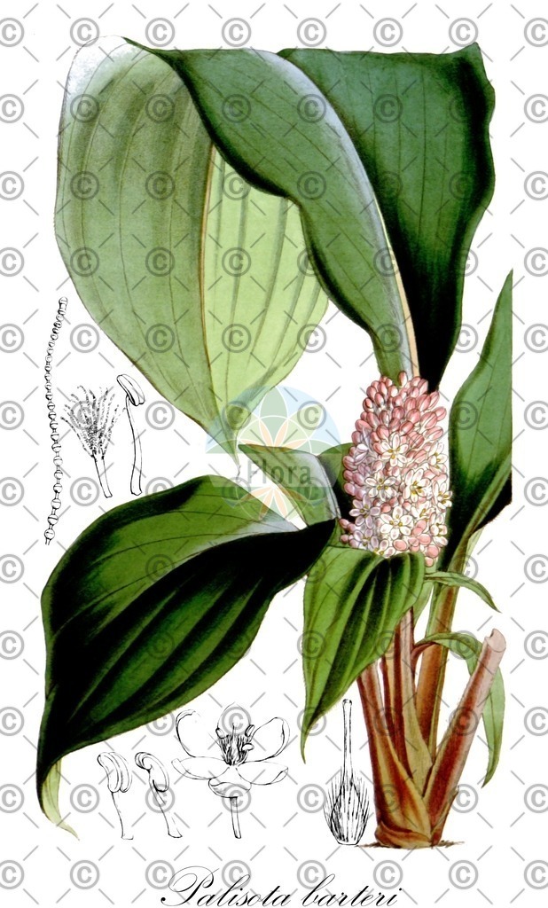 HistAbb_EMP_117967_3_FloraD_Simple | Historische Abbildung von Palisota barteri - Commelinaceae | Historical Illustration of Palisota barteri - Commelinaceae