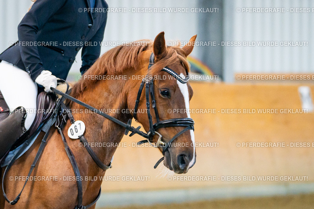 DSC00452 | Pferdegrafie