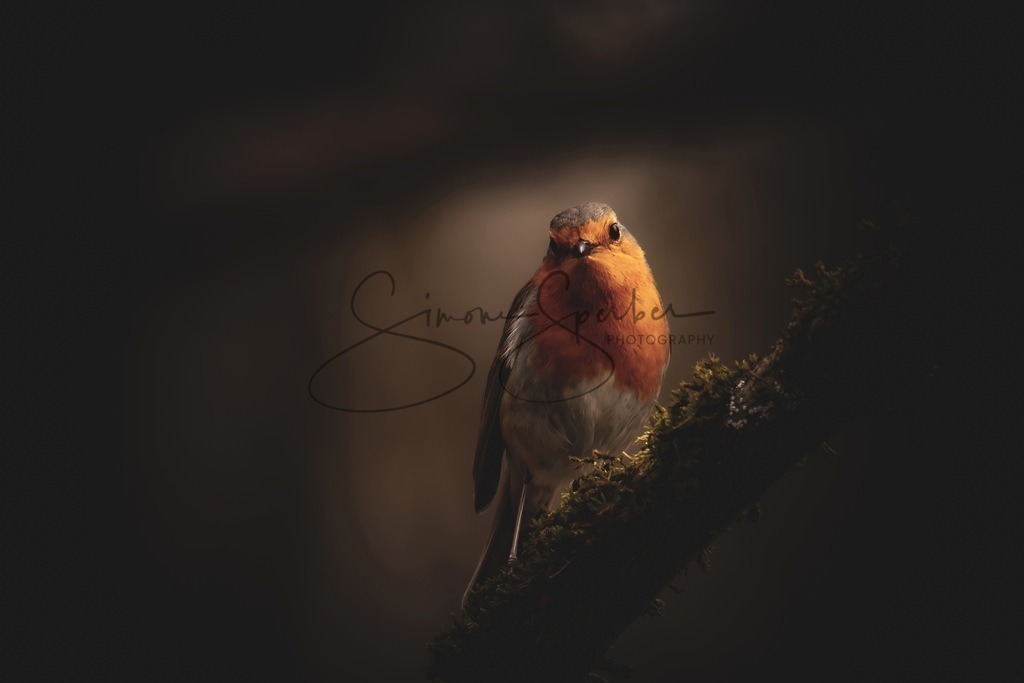 Rotkehlchen | Simone Sperber, svb-photography,Fotografin,Bilddesignerin,Naturfotografie,Macrofotografie,Tierfotografie,Wildtierfotografie,Ausstellungen,Auftragsfotografie,Kunst,Art,Photographer,Shootings,Bildberatbeitung,Galerie,Shop