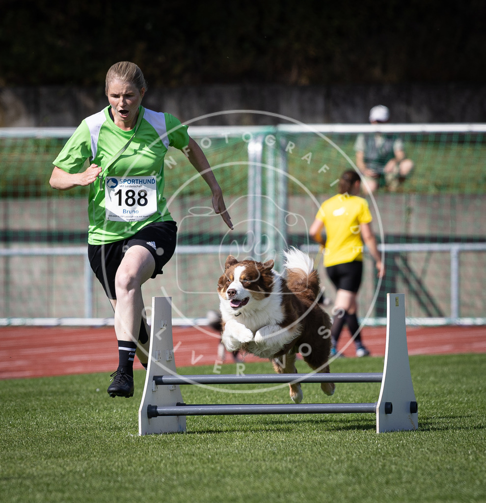 Pfotenfotografie_DV3A0462 | Hundefotografie, Tierfotograf, Pfotenfotografie, Fotoshooting Hund, Hunde Portrait, Hundesport, Hundeportraits, Heideshooting, Hunde, Sportfotograf, Hundefotograf, Turnierhundsport, THS,  - Realisiert mit Pictrs.com