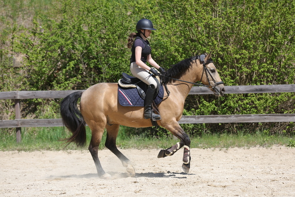 0P6A8828 | Willkommen bei Brunnmayr - Design & Fotografie – Ihrem Spezialisten für Reitturniere und Pferdeveranstaltungen in Oberösterreich, Salzburg und Bayern! Seit über 17 Jahren sind wir leidenschaftlich dabei.
