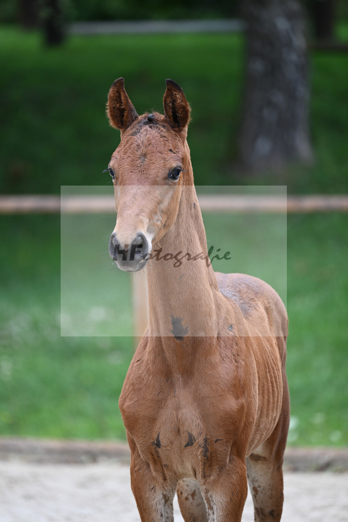 Kat-Nr. nn SF Vitalos_Kopp_25230405 | hf-fotografie - Realisiert mit Pictrs.com