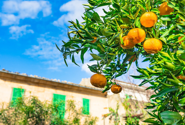 Orange fruits hanging on tree with green leaves | Ripe orange fruits hanging on tree in a sunny mediterranean garden - Realisiert mit Pictrs.com