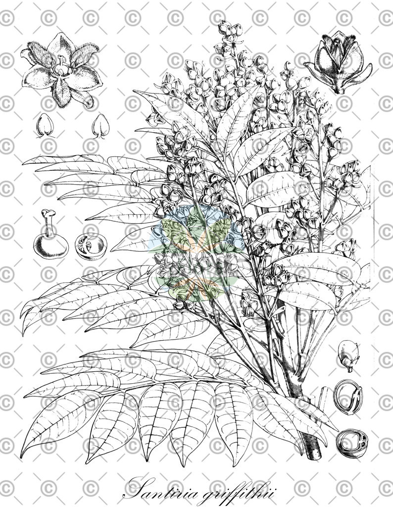 HistAbb_wfo-0000095676_1_ENZY_Simple | Historische Abbildung von Santiria griffithii - Burseraceae | Historical Illustration of Santiria griffithii - Burseraceae