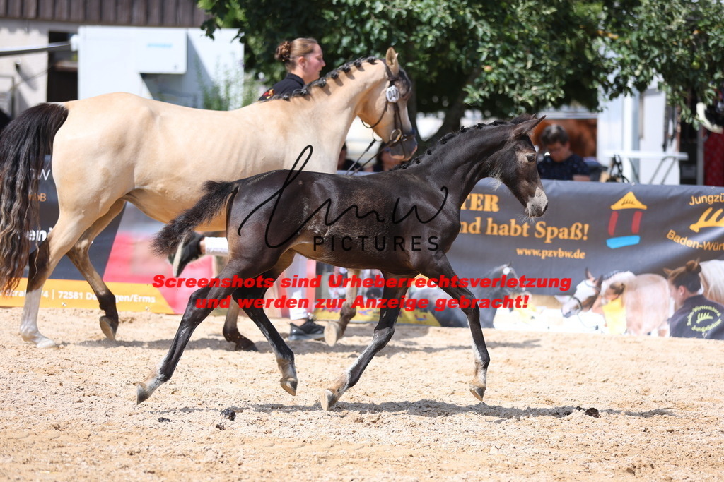 Fohlenschau_Schwäbisch_Hall_Ponys_KN 48_2 | lmwpictures - Realisiert mit Pictrs.com