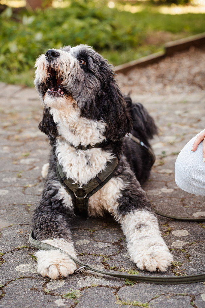 20260426-161 | MuT (Mensch und Tier) mit Mona - Fotografie und Tierkommunikation - Realisiert mit Pictrs.com