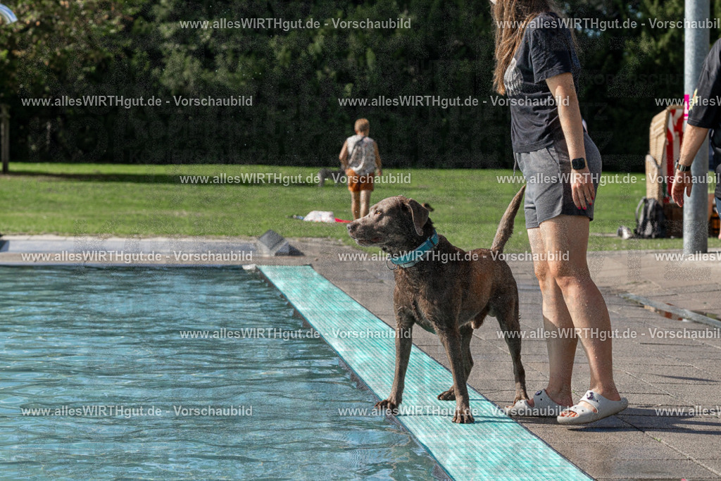 Hundeschwimmen_Volksbad_2026-allesWIRTHgut_Tierfotografie-2609061532-FAY07246 | Professionelle Tierfotografie in Mönchengladbach von Daniel Wirth (allesWIRTHgut). Liebevolle & natürliche Bilder von Hunden & Katzen für unvergessliche Erinnerungen.