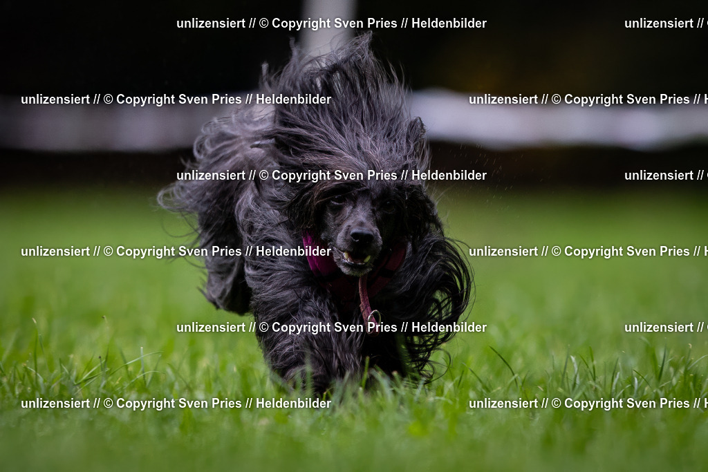 Sven Pries | 2024-10-19 - Hunderennen Ober-Grombach - Realisiert mit Pictrs.com