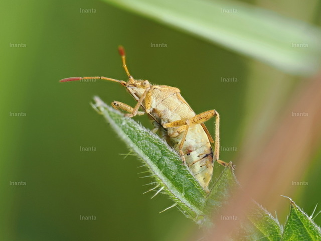 Braune Randwanze (Gonocerus acuteangulatus) | Inanta - Realisiert mit Pictrs.com