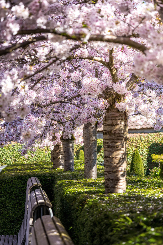 Andacht unter Kirschblüten | Auf dem Friedhof St. Michael in Zug - Realisiert mit Pictrs.com