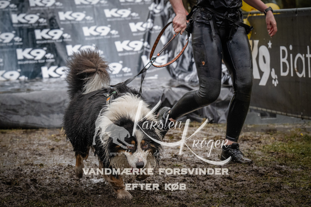 1115_ZZ92400 | kk-dogfotos