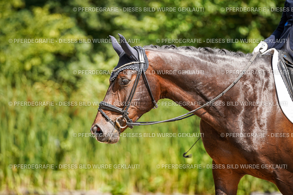 DSC09382 | Pferdegrafie