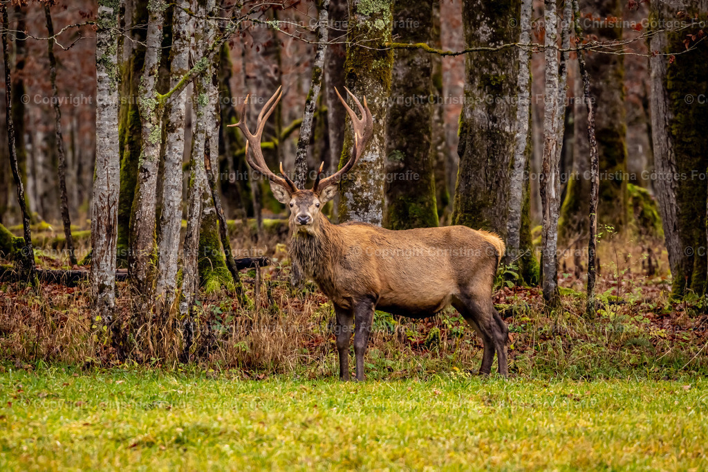 _Q2A1078 | Leinwand, Berchtesgaden, Leinwand Berchtesgaden, 
Bilder Berchtesgaden, Foto Druck, Kalender Berchtesgaden, 
Fotogalerie Berchtesgaden, Rahmen, Fotograf Berchtesgaden,
Fotograf, Landschaftsbilder, Drohnenaufnahmen, Berchtesgadener Land, Foto  - Realisiert mit Pictrs.com