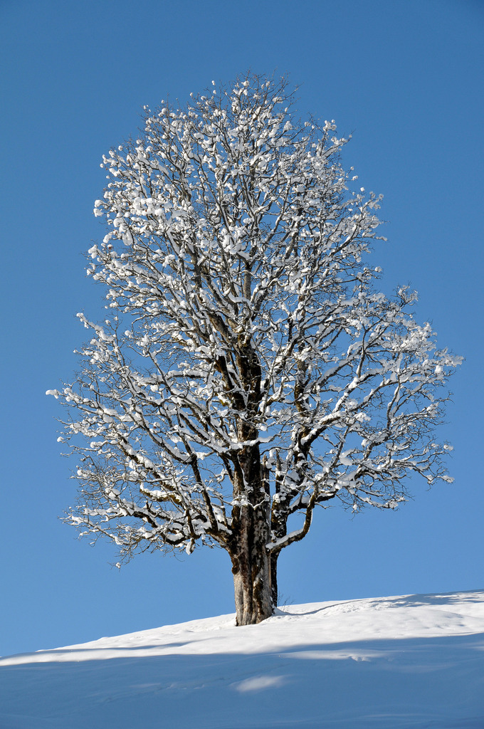 Winterliche Stille unter strahlendem Blau | Ein majestätischer, verschneiter Baum erhebt sich stolz auf einer sanft geschwungenen Kuppe am Eckbauer bei Garmisch-Partenkirchen. Jede einzelne Verästelung ist von einer feinen, glitzernden Schneedecke umhüllt und hebt sich makellos vom strahlenden, tiefblauen Himmel ab. Im sanften Schatten des Vordergrunds kommt die unberührte Kälte der Natur besonders zur Geltung. Die klare Minimalkomposition strahlt erhabene Ruhe, Reinheit und die zeitlose Eleganz eines perfekten Wintertages in den Alpen aus. - Realisiert mit Pictrs.com