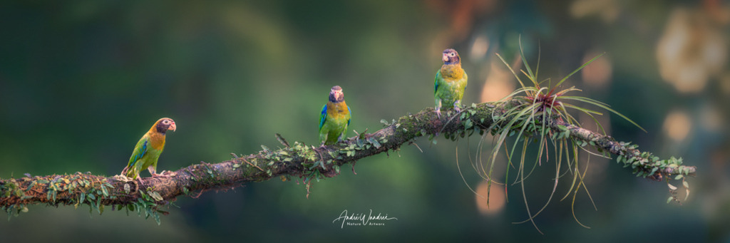 Drei gefiederte Freunde | Andre Wandrei - Nature Artworx - Realisiert mit Pictrs.com