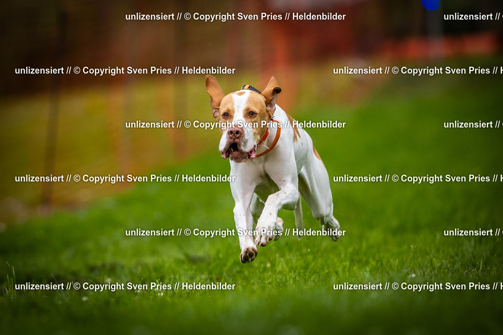 Sven Pries | 2025-04-13 - Hunderennen Baden-Baden - Realisiert mit Pictrs.com