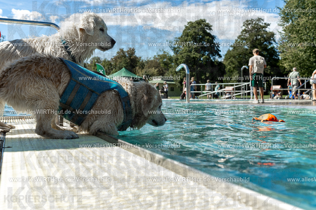 Hundeschwimmen_Volksbad_2026-allesWIRTHgut_Tierfotografie-2609061304-121455-7R500473 | Professionelle Tierfotografie in Mönchengladbach von Daniel Wirth (allesWIRTHgut). Liebevolle & natürliche Bilder von Hunden & Katzen für unvergessliche Erinnerungen.