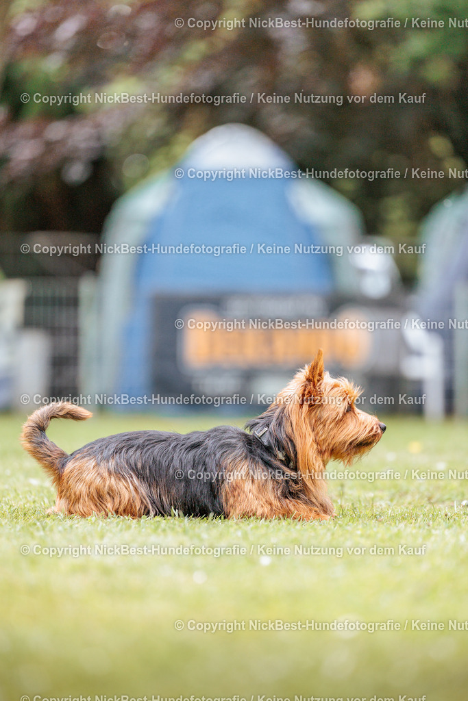 RO-Blumenthal-2026-Nickbest-Hundefotografie-2146 | Dein Hund! Dein Moment! Deine Erinnerungen! Hundefotografie in Bremen Blumenthal. Ich fange die besonderen Momente deines Vierbeiners ein – ob Indoor mit Blitzanlage oder in der freien Natur. Sicher dir dein Moment und dein Termin für eure Erinnerungen.