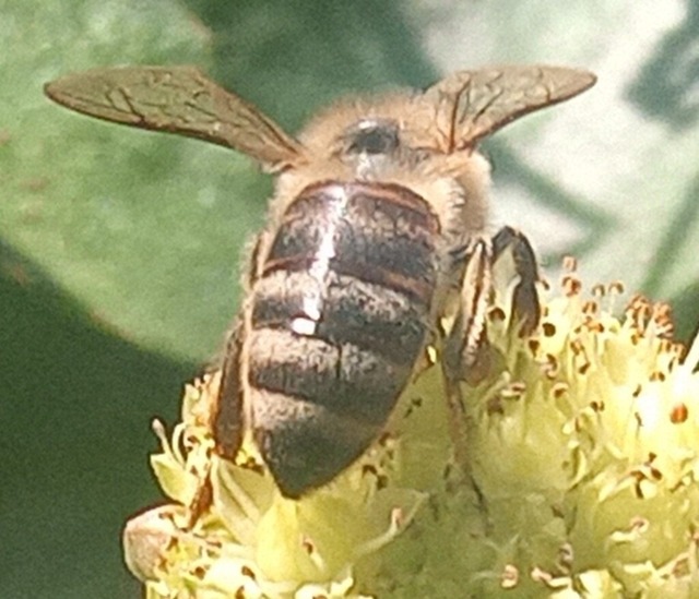 IMG_20210914_132225 | Verkauf von Fotos und  Videoclips zumThema Natur.Motive sind Pflanzen, Tiere, Landschaftenund Wetter - Realisiert mit Pictrs.com