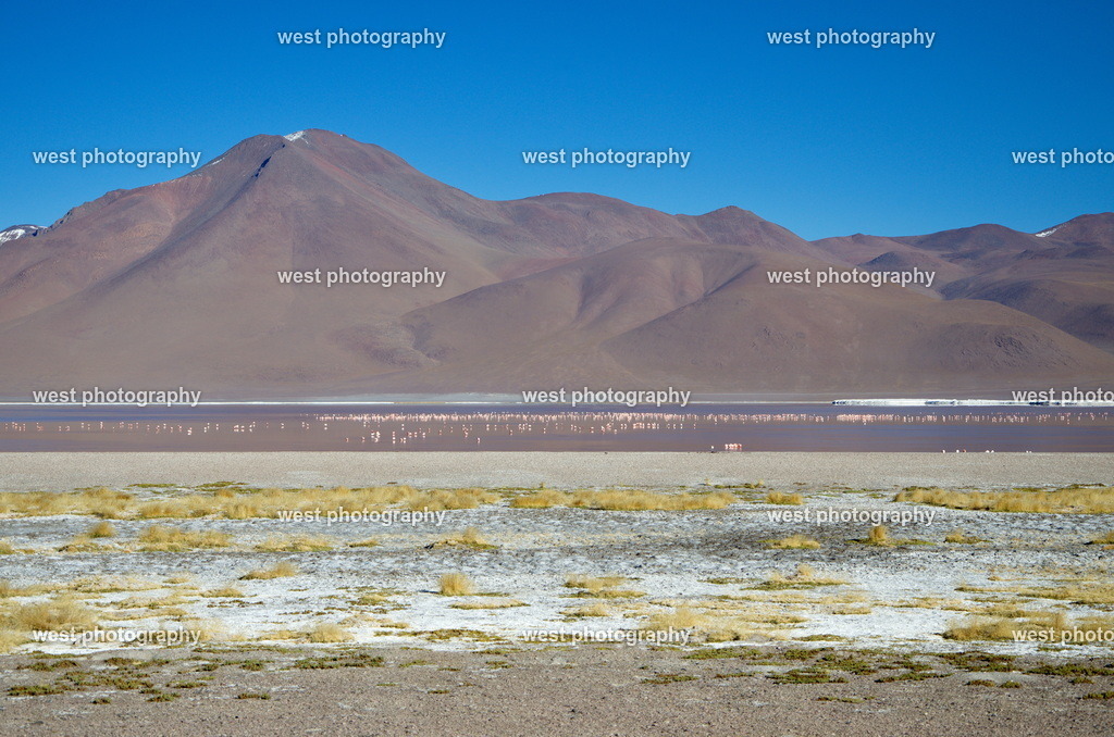 Laguna Colorada 1 - BVN 2015 | west photography - Realisiert mit Pictrs.com