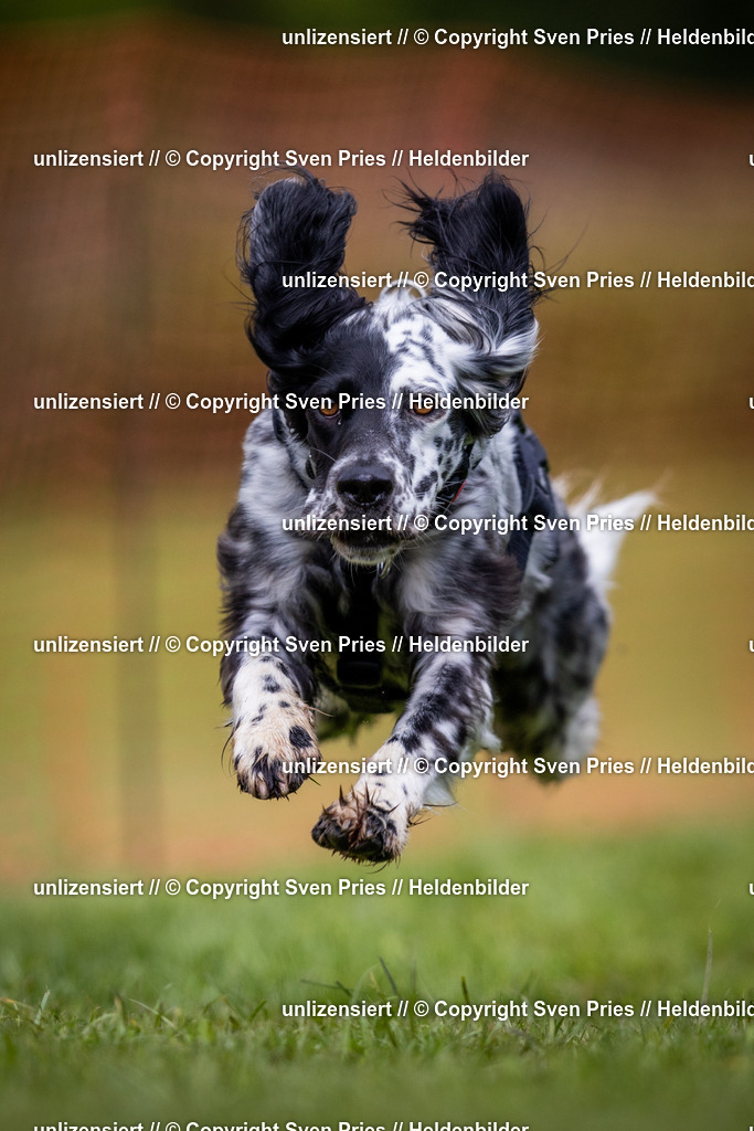 Sven Pries | 2024-04-21 - Hunderennen Baden-Oos
Foto: Sven Pries - Realisiert mit Pictrs.com