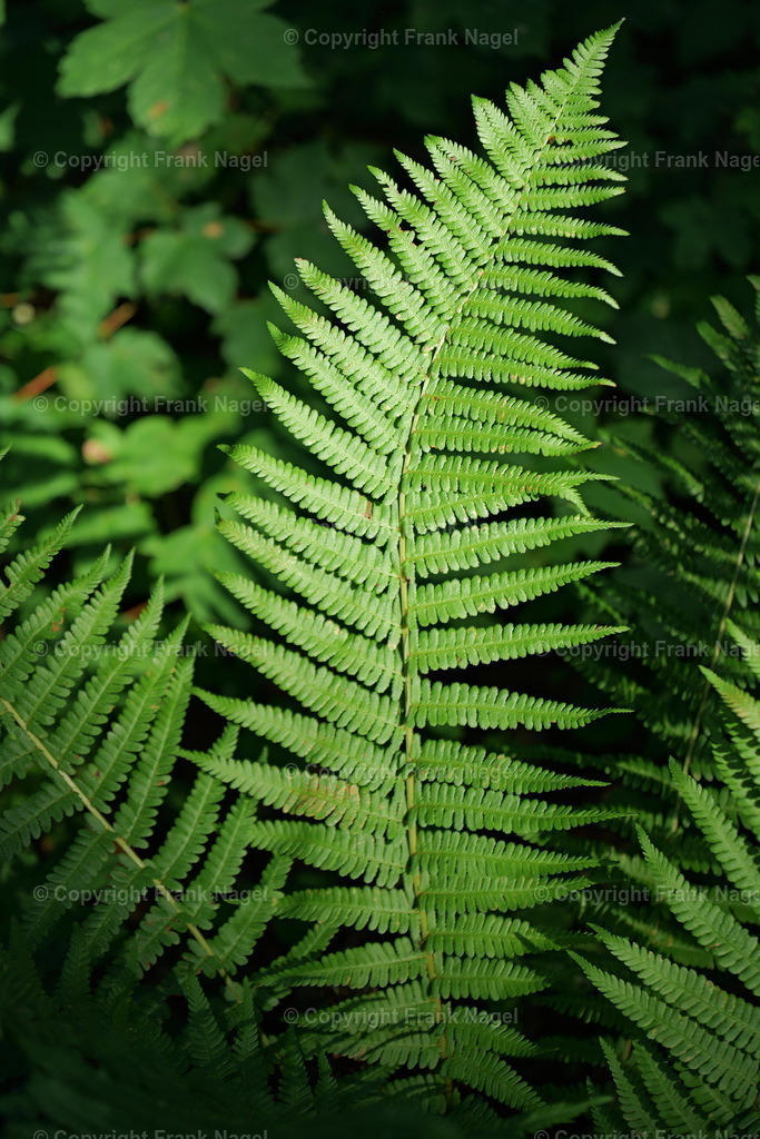 Farn | Farne wachsen in Wäldern. Ihre Wedel und das satte Grün sind reizvoll. Aufgenommen wurde das Bild auf der Insel Rügen. - Realisiert mit Pictrs.com