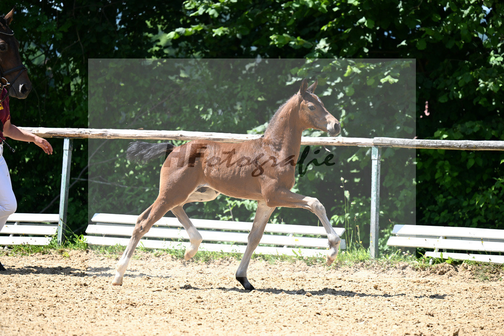 Kat-Nr. 15 Vjento x Dantano_HF_Wiedemann_16250403 | hf-fotografie - Realizzato con Pictrs.com